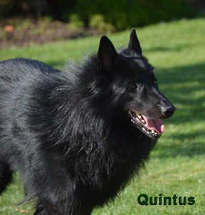 Quintus rennt auf Wiese