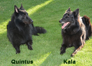 Kala liegt mit Quintus auf der Wiese