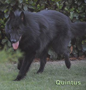 Quintus rennt hinter einem Ast